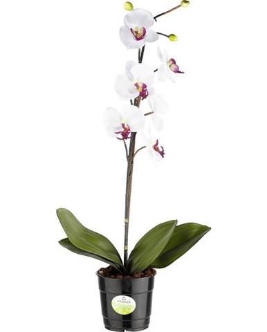 ORCHIDEJ orchidej - krémová, zelená