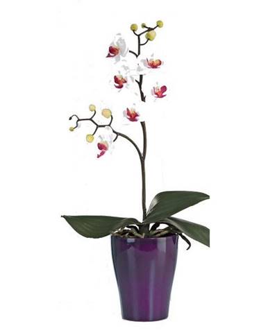 ORCHIDEJ orchidej 40 cm