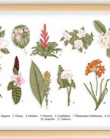 Obraz s rámem z borovicového dřeva Surdic Botanical Flowers, 50 x 70 cm